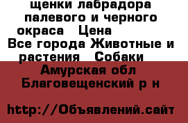 щенки лабрадора палевого и черного окраса › Цена ­ 30 000 - Все города Животные и растения » Собаки   . Амурская обл.,Благовещенский р-н